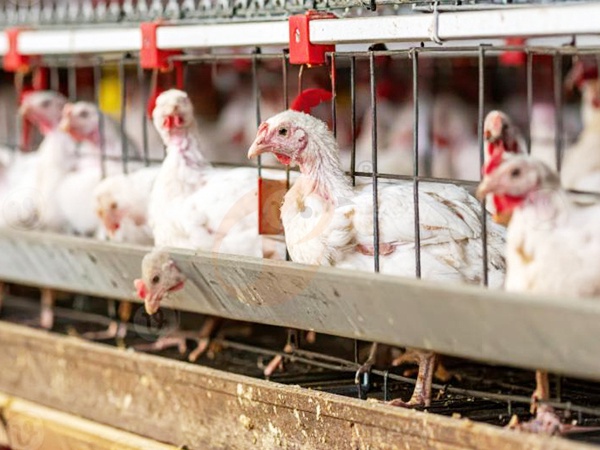 Broiler Cage3 (5)