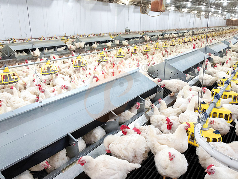 Floor Rearing Poultry System2 (1)