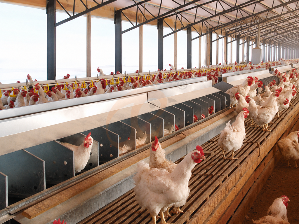 Free Range4 (3)