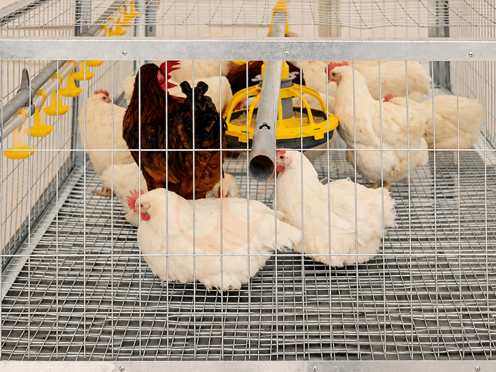 Broiler Cage4 (3)