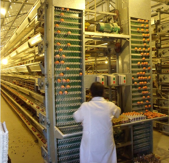 100 000 oiseaux aménagement de ferme avicole automatique et équipement avicole au Nigeria