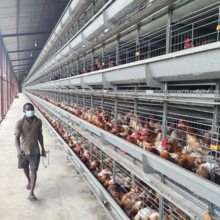 Cas de projets de fermes avicoles automatiques de type A et H au Nigeria