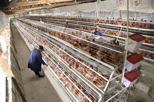 Les connaissances utiles sur le système de cages en batterie pour poules pondeuses et poulets de chair comme manuel pratique pour les producteurs avicoles débutants et expérimentés