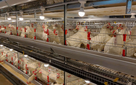 Système de contrôle IA pour cages de poules pondeuses offrant une excellente résistance à la rouille et facilitant un nettoyage sans effort