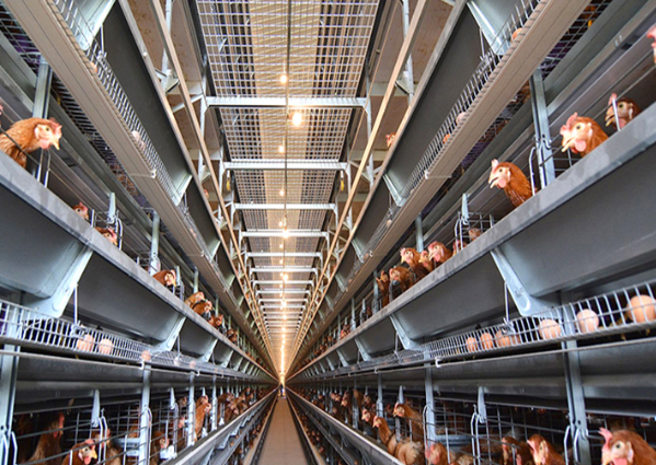 Conception de système de cages en batterie pour poules pondeuses