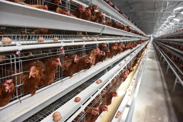 Comment les cages en batterie peuvent-elles améliorer l’efficacité de votre élevage de volailles ?
