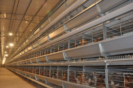 Étude de cas : Comment une ferme a construit une cage à batteries pour poules pondeuses