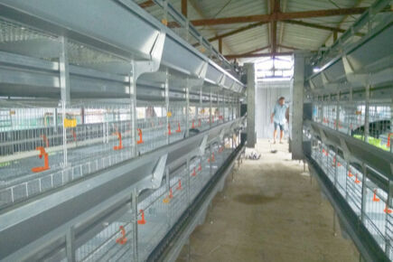 Système de cages en batterie : L'avenir de l'aviculture ?