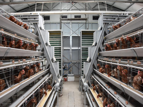 10,000 - 30,000 poules pondeuses Cage en batterie automatique de type A