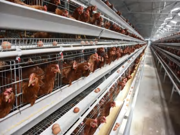 10,000 - 30,000 poules pondeuses Cage en batterie automatique de type A