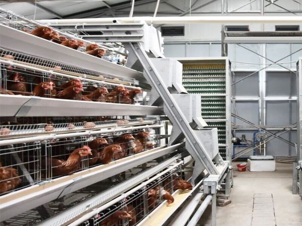 Système d'alimentation en cage