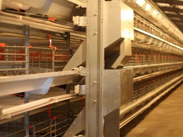 Système d'alimentation en cage