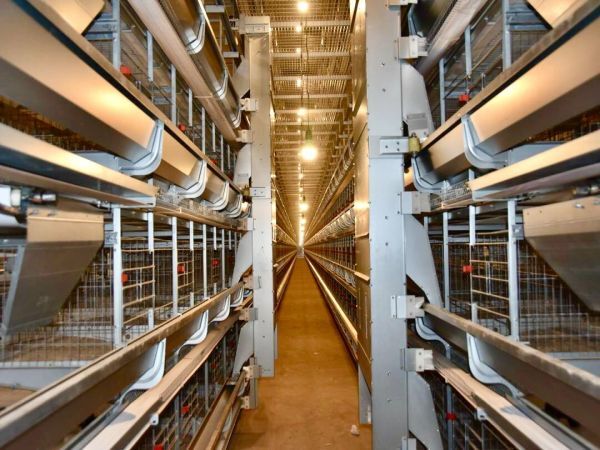 Système d'alimentation en cage