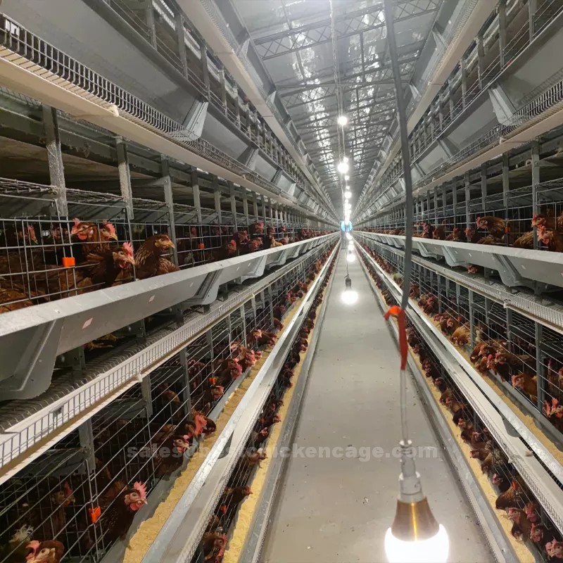 10 effectiveness of battery cage for layers