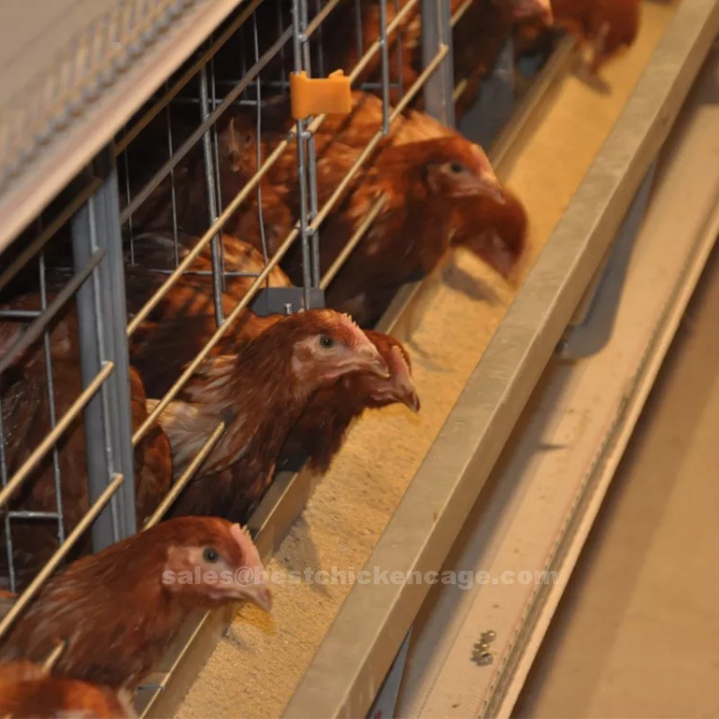 鸡笼或蛋鸡笼H (25).png How to increase egg laying rate using poultry chicken cage