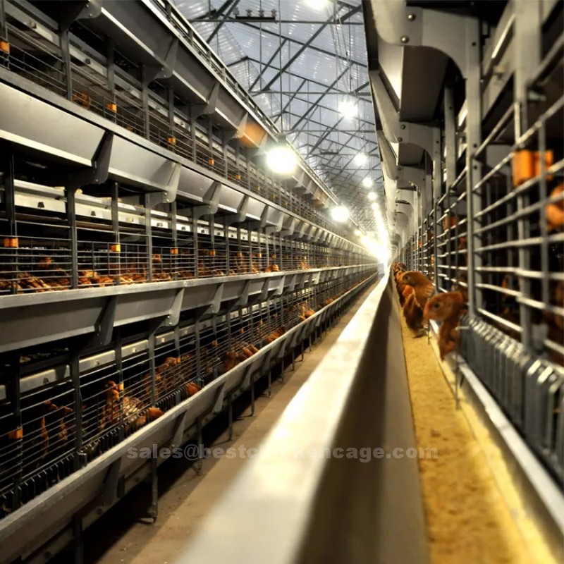 How to manage layers in poultry farm Nigeria