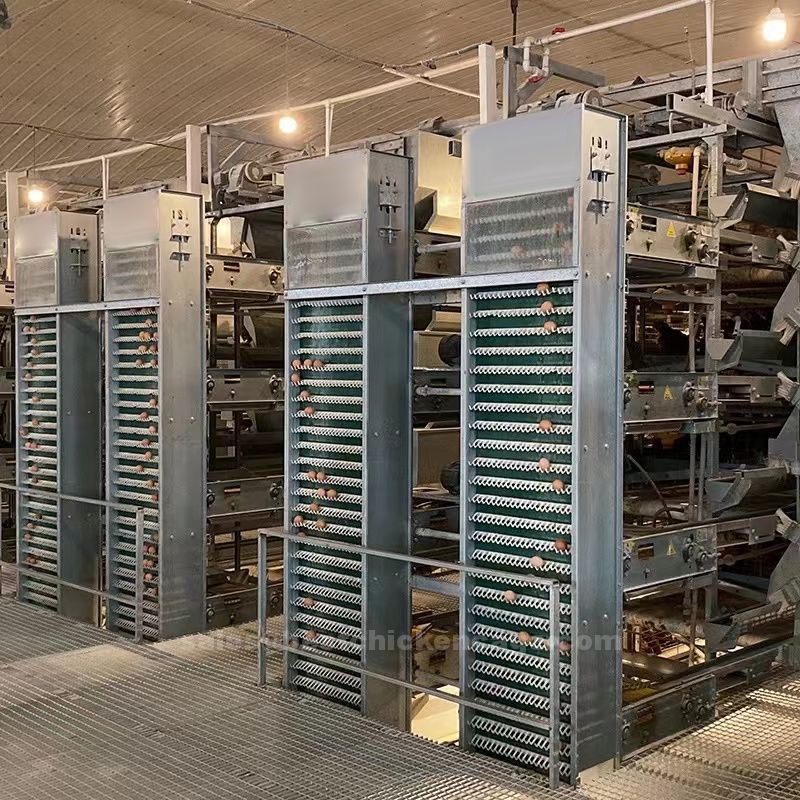 鸡笼或蛋鸡笼H (1).jpg Importance of battery cage system