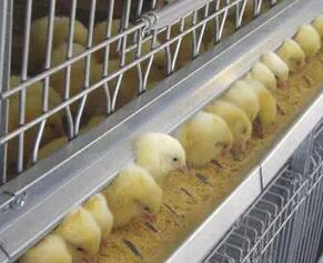 Pourquoi investir dans un système de cages hygiéniques pour poulettes, crucial pour la prévention des maladies et la santé du troupeau