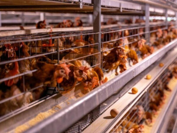 chicken battery cage poultry farming (16)