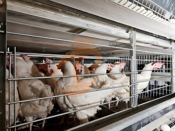 7 فحوصات مهمة قبل تركيب أقفاص الدجاج من نوع H في إثيوبيا