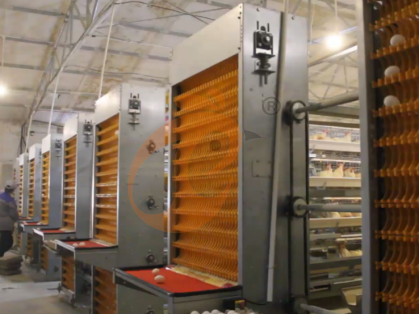 chicken battery cage poultry farm  (16)