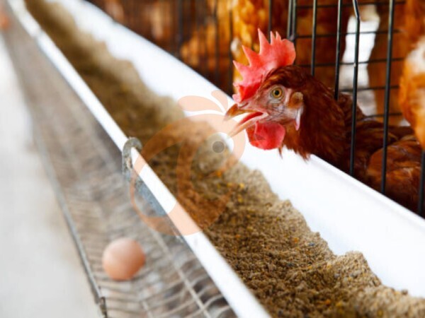 chicken battery cage poultry farming (80)