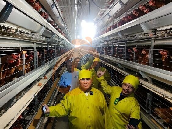 battery cage poultry farming (14)