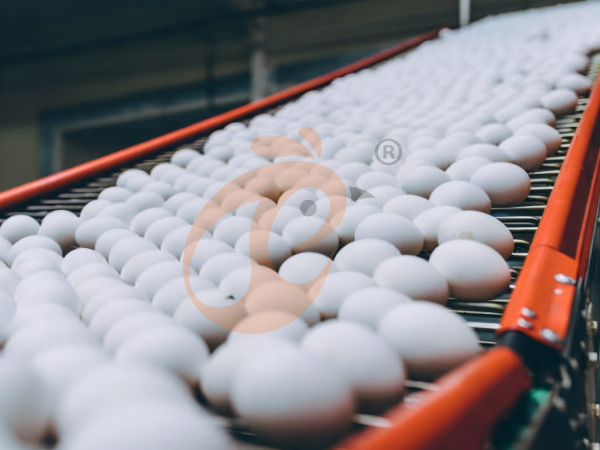 poultry farm eggs (7)