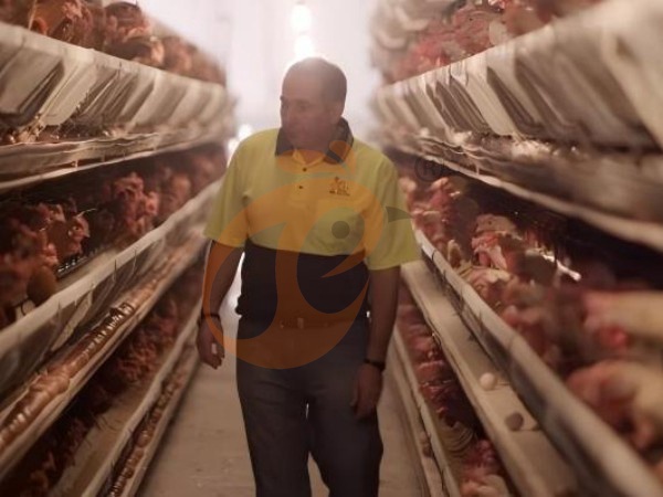 H A chicken battery cage for layers in poultry farm (15)