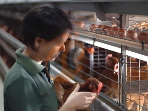 H A chicken battery cage for layers in poultry farm (16)