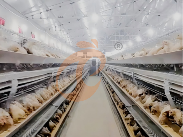 H A chicken battery cage for layers in poultry farm (2)
