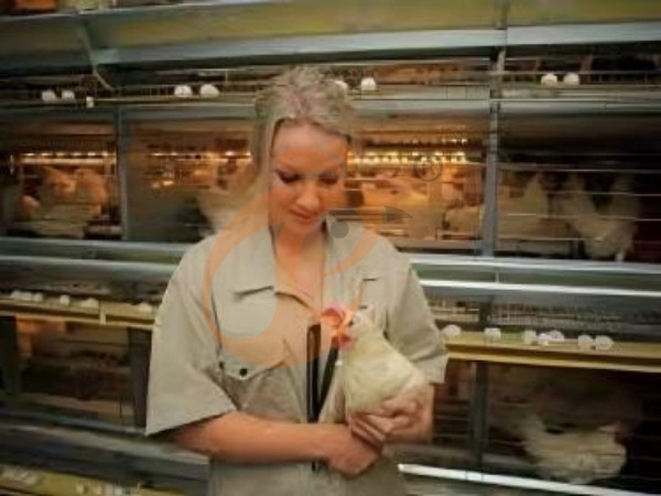 H A chicken battery cage for layers in poultry farm (46)