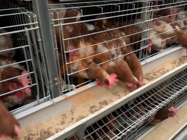 H A chicken battery cage for layers in poultry farm (6)