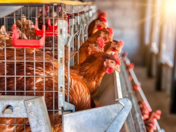 battery cage price for layer chicken in poultry farm (83)