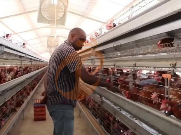 A H layer chicken battery cage price in poultry farm (115)