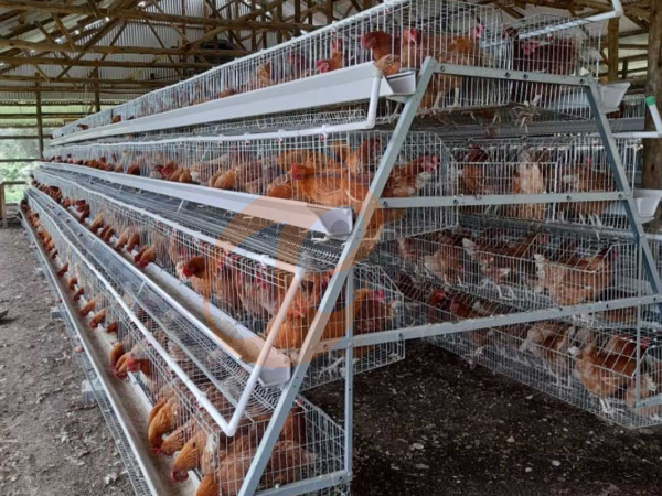 A H layer chicken battery cage price in poultry farm (38)