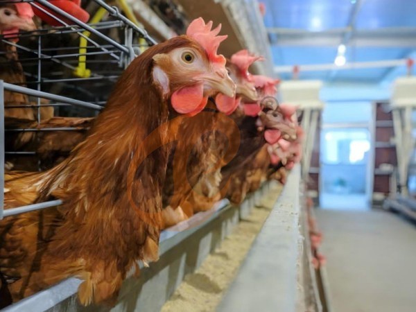 A H layer chicken battery cage price in poultry farm (43)