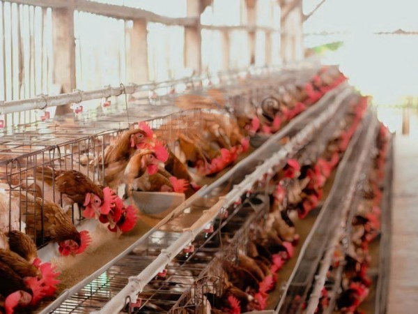 A H layer chicken battery cage price in poultry farm (70)