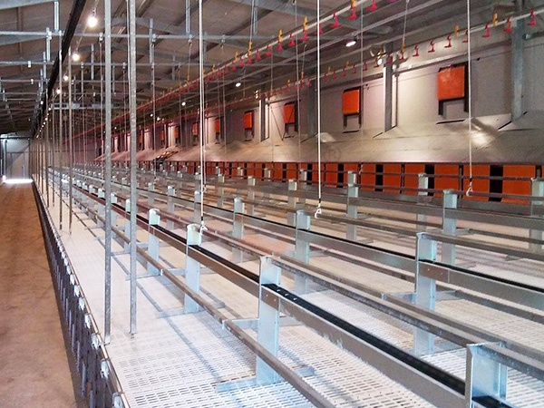 Floor Rearing Poultry System1 (5)