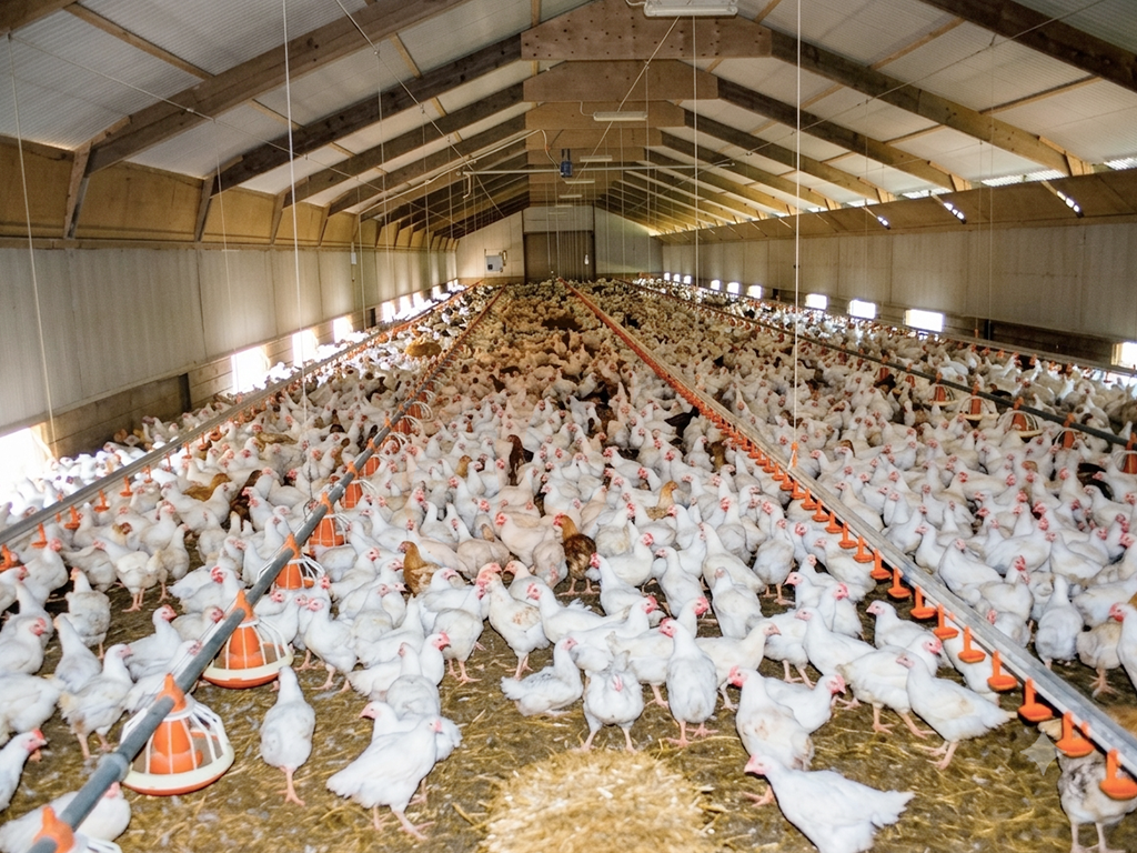 Free Range5 (2)