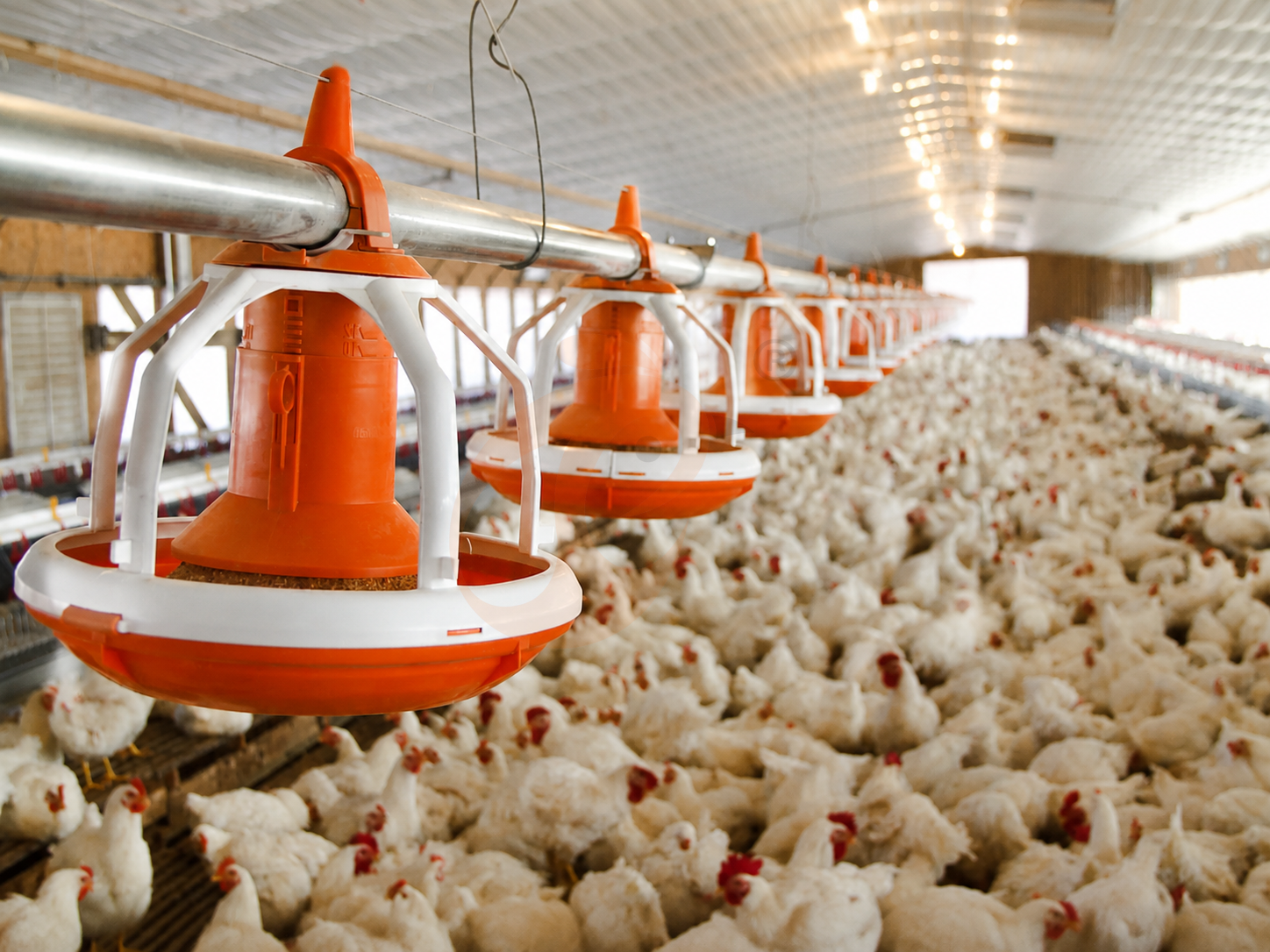 Broiler Equipment2 (8)