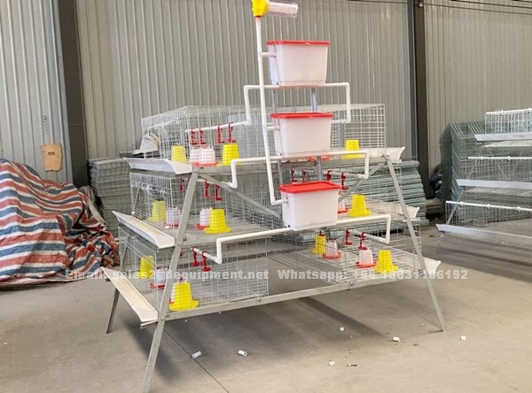 How can we choose battery cage system and poultry equipment for different kinds of chicken