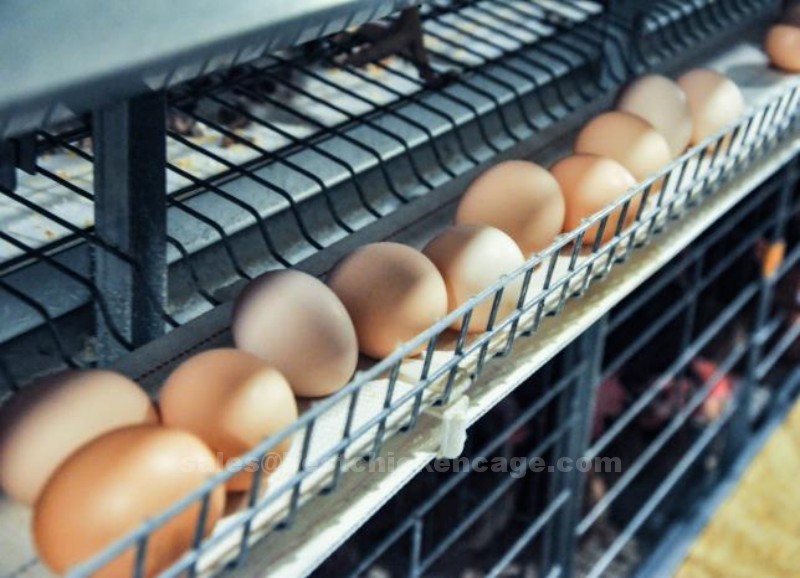 How egg grading machine working in poultry farm