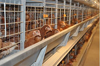 انتهت شركتنا من مشروع الكتاكيت والطبقات المكون من 20,000 كتكوت و20,000 طبقة دجاج بنظام أقفاص الدجاج
