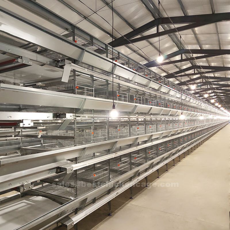 Why 4-tier 160 bird chicken cage from Vanke which reduces labor costs and improves operational efficiency