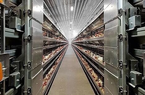 Jaula de batería para gallinas ponedoras de 4 niveles tipo H con escalera automática para 128/256 aves, optimizando el uso de espacio limitado