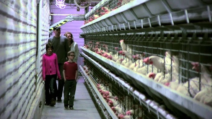 Una buena gestión del rebaño es fundamental para el éxito de una granja avícola, con el fin de detectar posibles problemas a tiempo