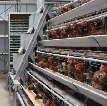¿Qué es una jaula de ponedoras de 3 niveles y 4 nidos? Es un sistema especializado de cría avícola diseñado para alojar gallinas ponedoras de manera eficiente
