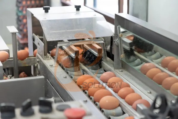 egg collection sorting package line (2)