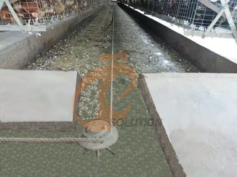 poultry farm manure cleaning (3)